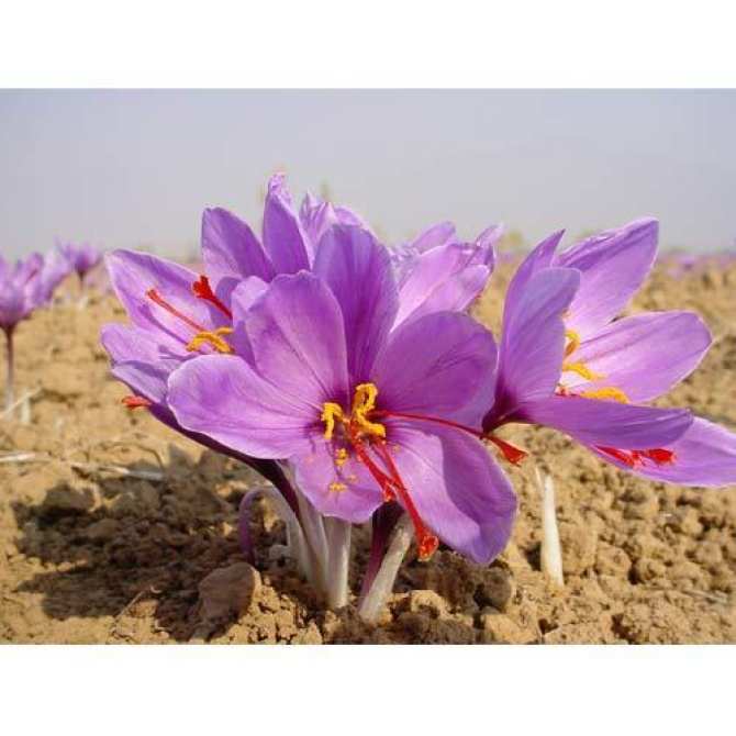 Nhụy hoa nghệ tây Iran